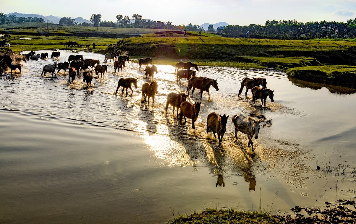 Vi vu trại ngựa Bá Vân - Lạc vào vùng thảo nguyên thơ mộng